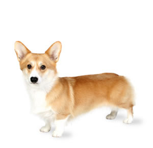 pembroke welsh corgi pembroke welsh corgi
